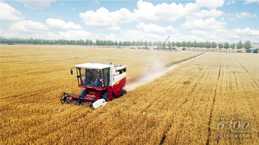 雷沃谷神收割机作业