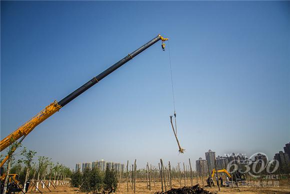徐工XCT25起重机在植树（2）